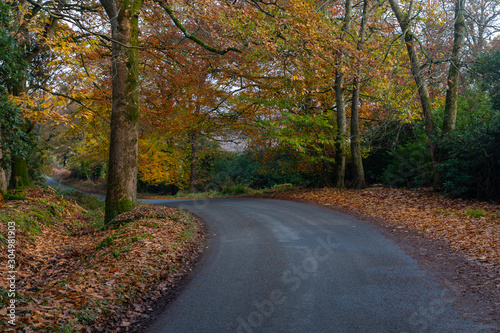 Obraz na płótnie Autumn, Dorset, England w salonie