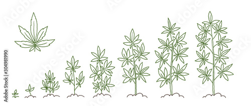 Hemp, cannabis growth stages sketch. Animation progress. Marijuana plant development. Hand drawn vector line.