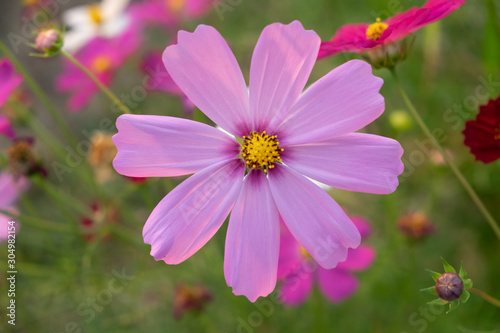 Pink cosmos flower with blurred background.  Cosmos bipinnatus 