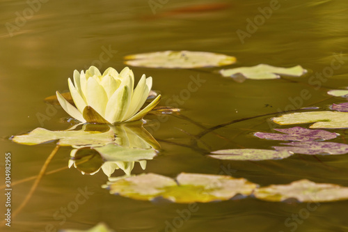 White water lily flower on water surface