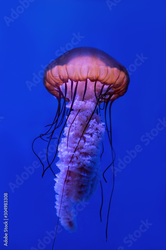 Jellyfish Vibrant Pink color against a deep blue background.