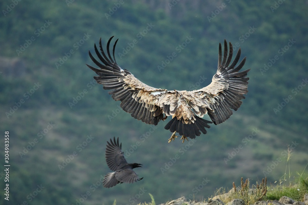 Obraz premium A Griffon Vulture (Gyps fulvus) flying over the rocks in morning sun.