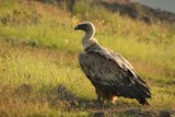 A Griffon Vulture (Gyps fulvus) sitting and walking in the morning sun.