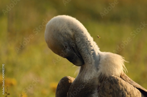 A Griffon Vulture (Gyps fulvus) sitting and cleaning itself in the yellow grass in the morning sun. photo