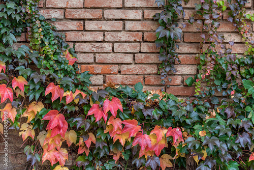 Colorful leaves of sucker on brick wall in autumn