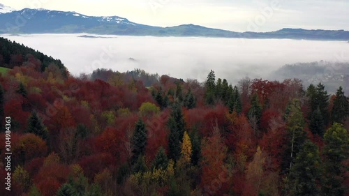 Ein Nebelmeer hinter einem Waldstück photo