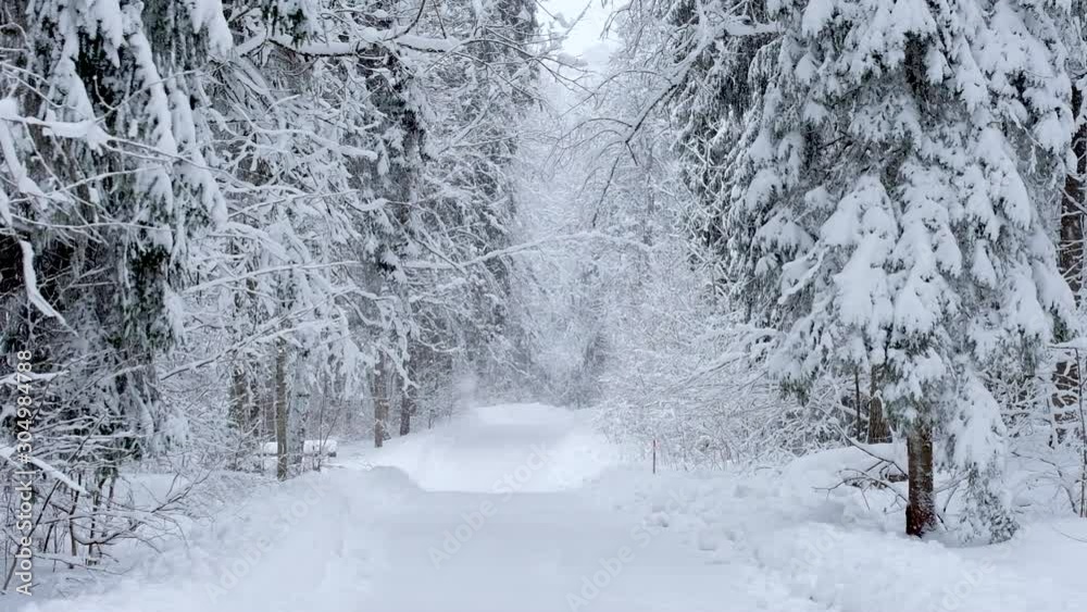 Frozen forest view during winter season, trees covered in snow Frozen forest view during winter season, trees covered in snow