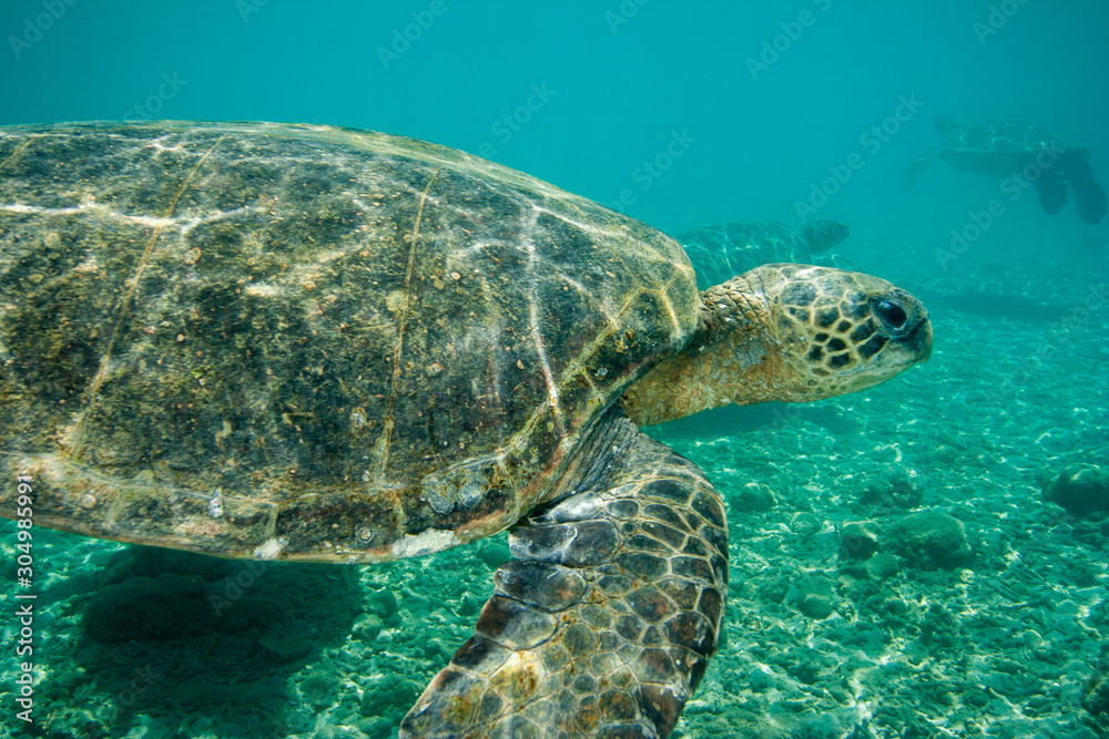 Obraz premium 小笠原のアオウミガメ