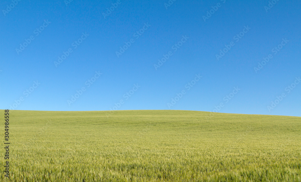 Landscape green wheat meadow and blue sky. wheat field growing..