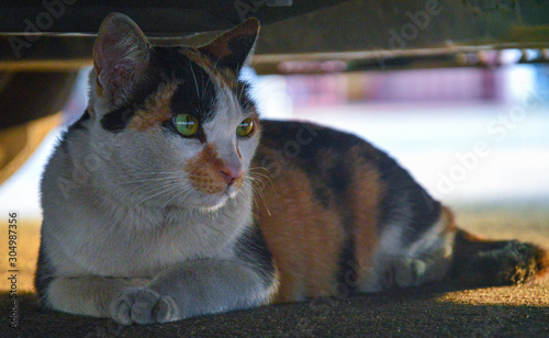 cat is sleeping under the car