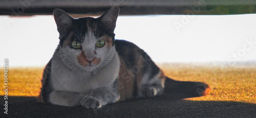 cat is sleeping under the car and looking at the camera