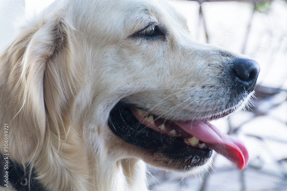 Dog breed Retriever. Portrait