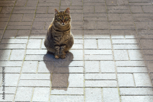 Gray, striped stray cat or street cat in the rays of sunlight in the courtyard of the house