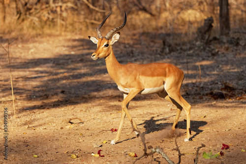 Impala - Aepyceros melampus medium-sized antelope found in eastern and southern Africa. The sole member of the genus Aepyceros, jumping and fast running mammal © phototrip.cz