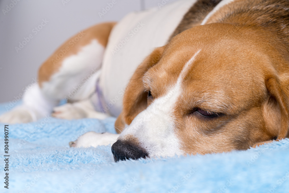 Sick tired beagle dog sleeping