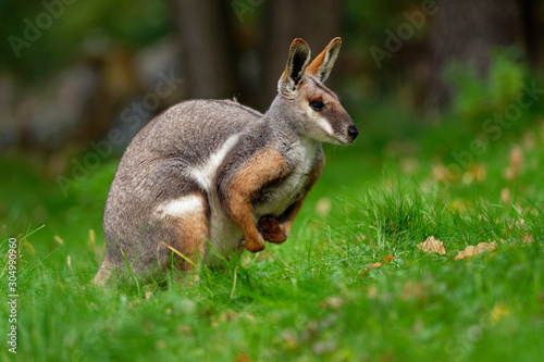 Yellow-footed Rock Wallaby - Petrogale xanthopus - Australian kangaroo - wallaby sitting on the green grass