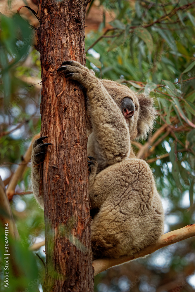 Fototapeta premium Koala - Phascolarctos cinereus on the tree in Australia, eating, climbing on eucaluptus