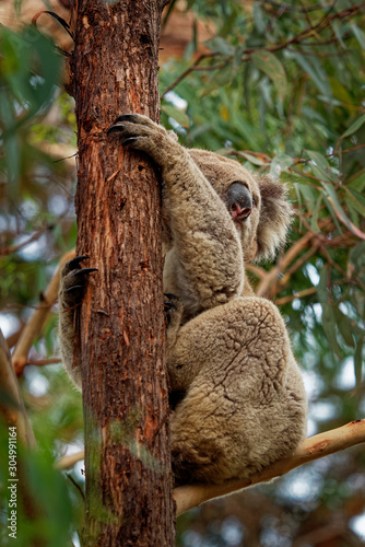 Koala - Phascolarctos cinereus on the tree in Australia, eating, climbing on eucaluptus