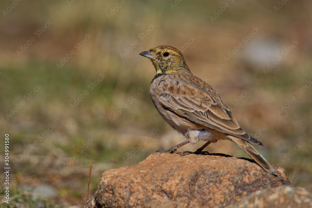 Horned Lark - Eremophila alpestris called the shore lark in Europe, is a species of lark in the Alaudidae family found across the northern hemisphere Horned Lark - Eremophila alpestris called the shore lark in Europe, is a species of lark in the Alaudidae family found across the northern hemisphere
