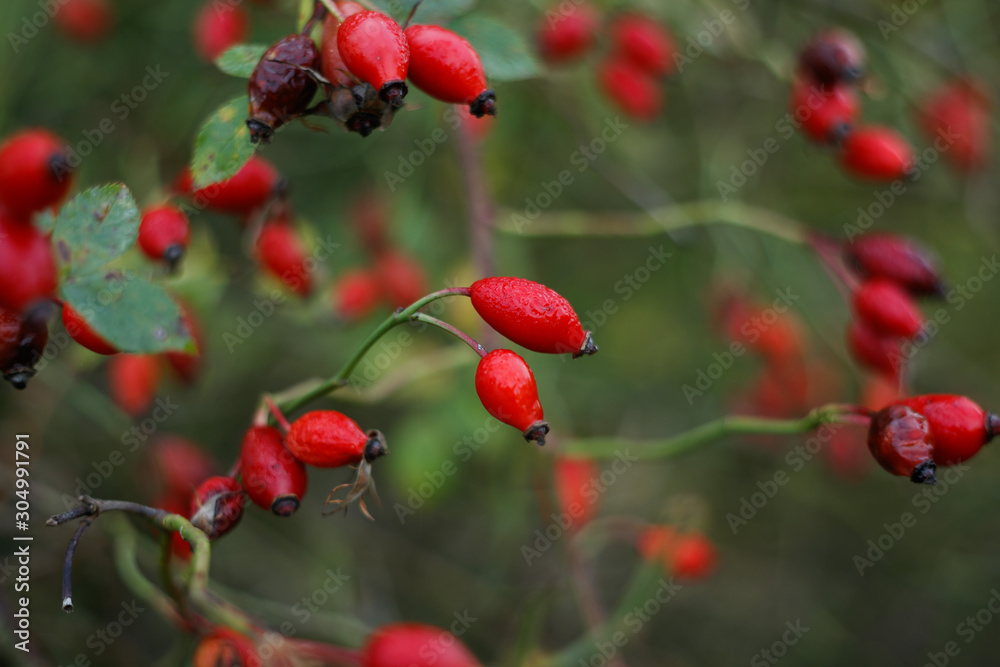 Briar, Wild Rosehip Shrub. Colorful closeup of briar berries in the field.