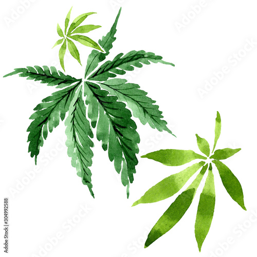 Cannabis green leaves. Watercolor background illustration set. Isolated cannabis illustration element.