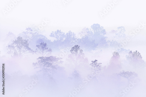 silhouette forest covered in fog during winter morning. misty mountains good ecosystem and environmental concepts. great outdoor location in Thailand.