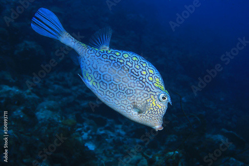 Honeycomb cowfish photo