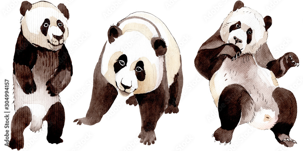 Exotic panda wild animal isolated. Watercolor background illustration set. Isolated animal illustration element. Exotic panda wild animal isolated. Watercolor background illustration set. Isolated animal illustration element.