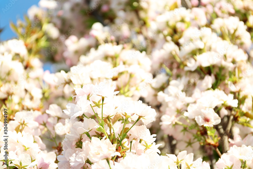 Blossoming cherry tree, closeup Blossoming cherry tree, closeup