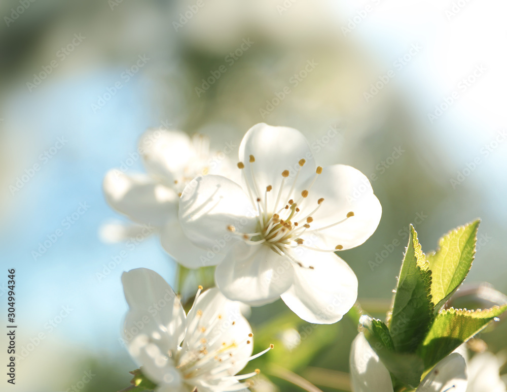 Fototapeta Blossoming cherry tree, closeup