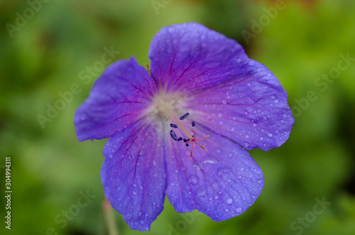 A close up of a purple flower