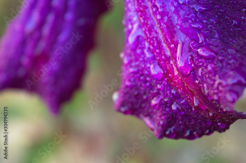 A close up of a purple flower photo