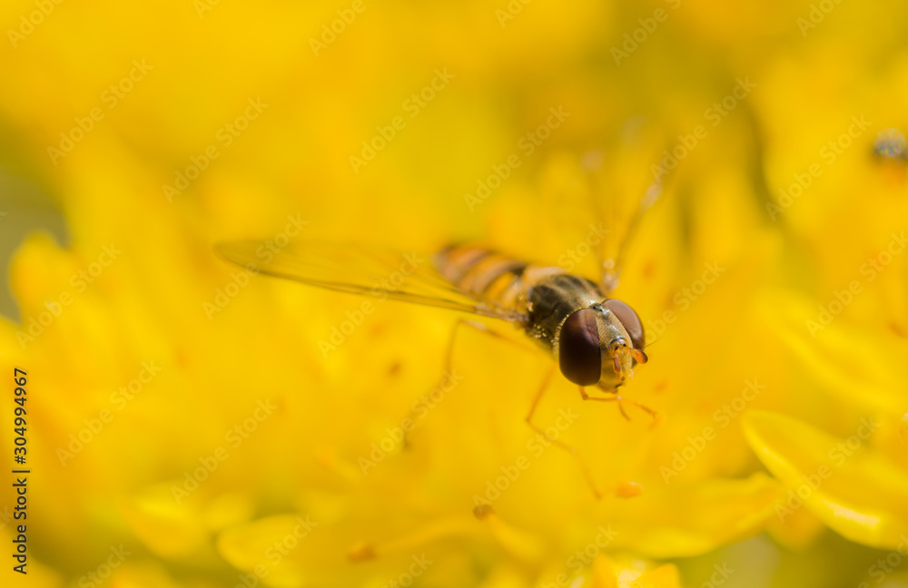 Fototapeta premium A close up of a hover-fly landed on a yellow flower