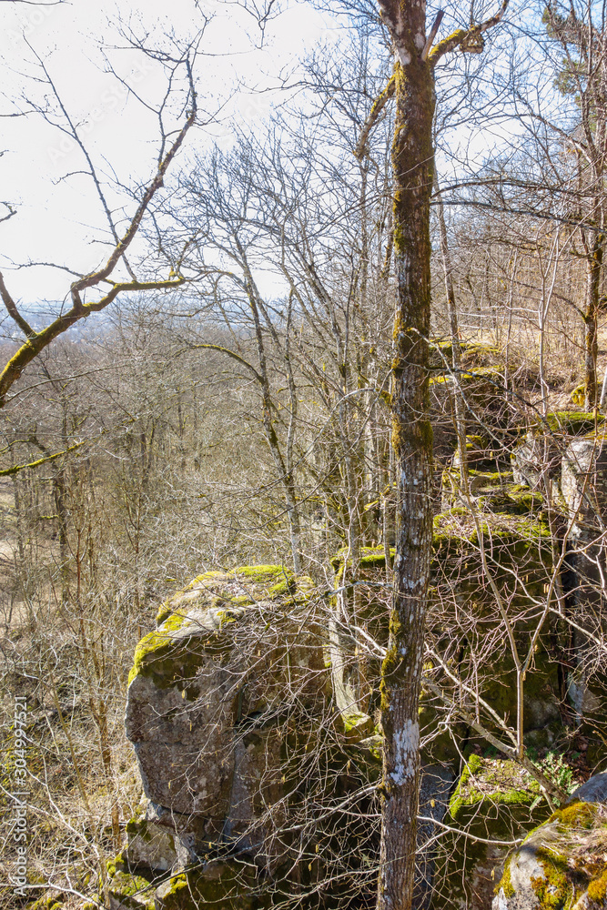 Woodland at springtime at a rock face Woodland at springtime at a rock face