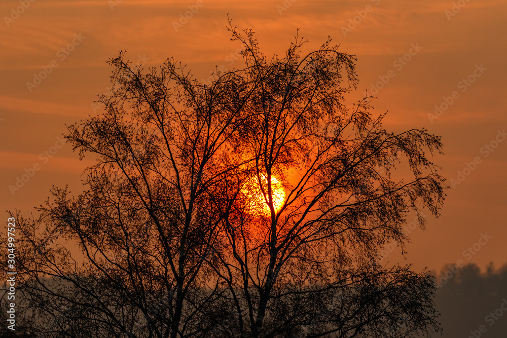 Sunrise with the sun shining through a tree