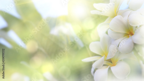 Beautiful blossoming White yellow Frangipani or plumeria flower with color filter In spring Under the morning light with copy space,Use as background and wallpapers,Dream Frangipani flower concept