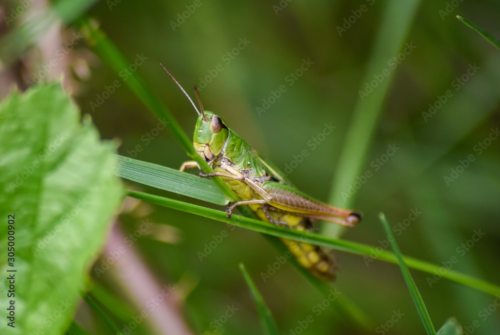 Green Grasshopper Sitting on a blade of grass Green Grasshopper Sitting on a blade of grass