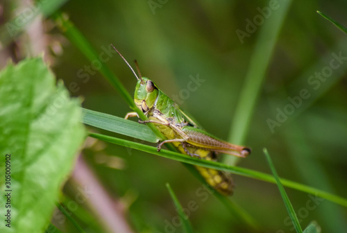 Green Grasshopper Sitting on a blade of grass