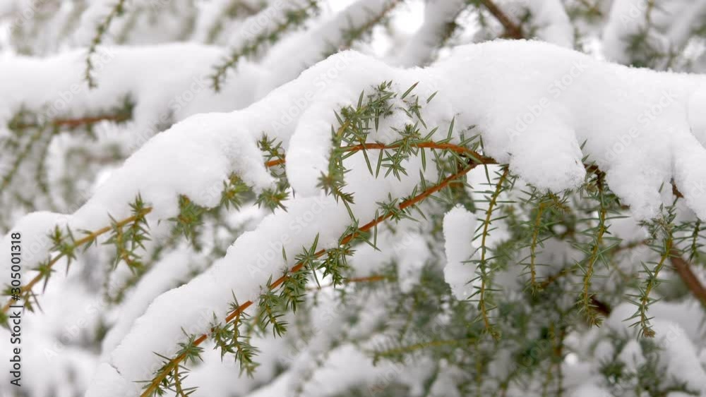Slow motion snow christmas tree in winter park. Snowfall on pine branch. Close-up shot filmed in 4k UHD Slow motion snow christmas tree in winter park. Snowfall on pine branch. Close-up shot filmed in 4k UHD
