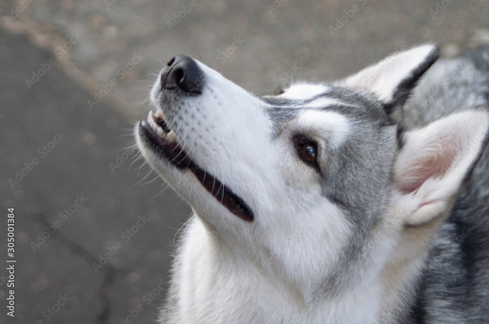 portrait of a dog huskies