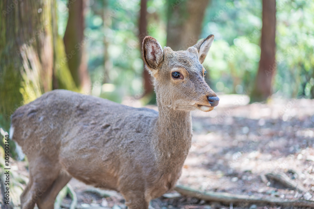 Beautiful Nara Deer at Nara city, Japan. Nara park is a famous place landmark to see wild animals deer idea for rest relax enjoy lifestyle Beautiful Nara Deer at Nara city, Japan. Nara park is a famous place landmark to see wild animals deer idea for rest relax enjoy lifestyle