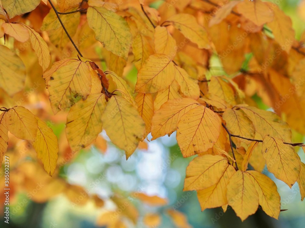 Beech Tree Leaves in Autumn Beech Tree Leaves in Autumn