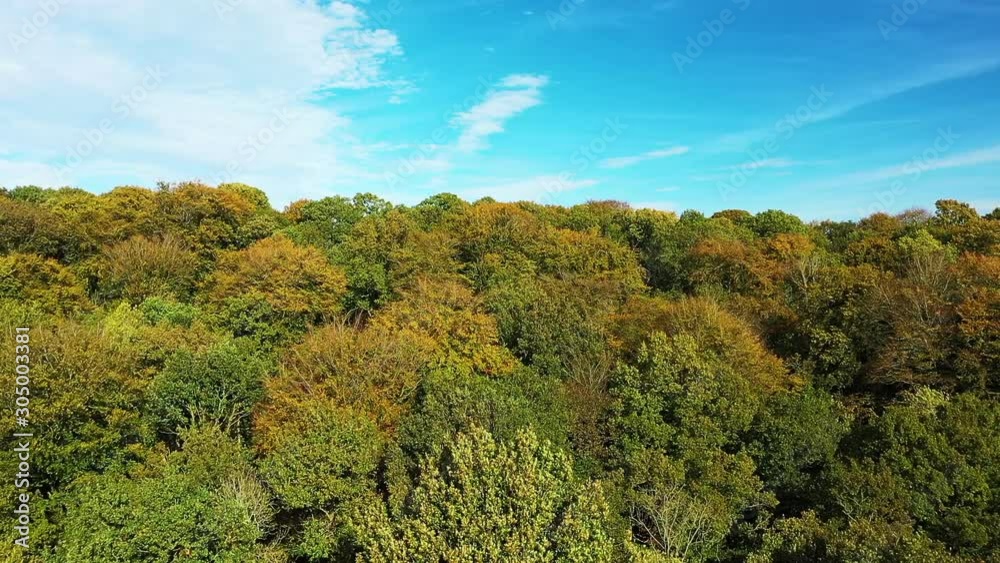 Arbres dans une forêt ou un bois au début de l'automne avec le ciel bleu en arrière plan