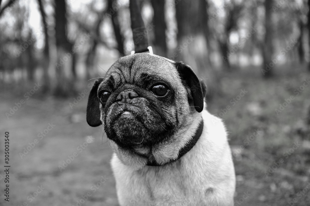 Black and white portrait of a cute pug
