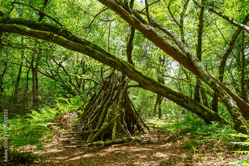 Fototapeta Naklejka Na Ścianę i Meble -  Hut made of sticks in woodland