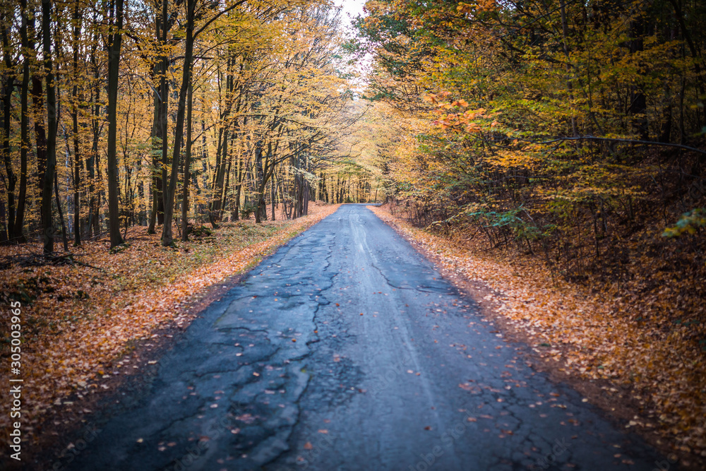 Obraz premium Beautiful autumn forest with road overcast weather. Useful as backgroud. Tarmac road in the middle of forrest.