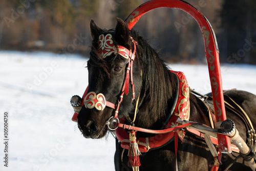 horse harnessed to a collar and a beautiful harness