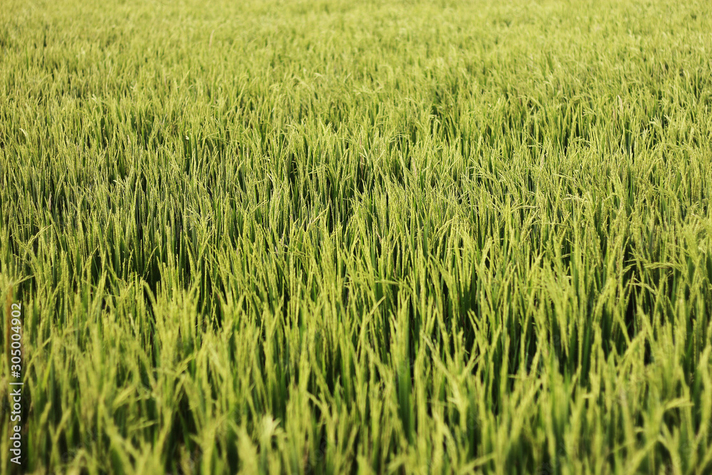 Green dense young rice field background pattern texture Green dense young rice field background pattern texture