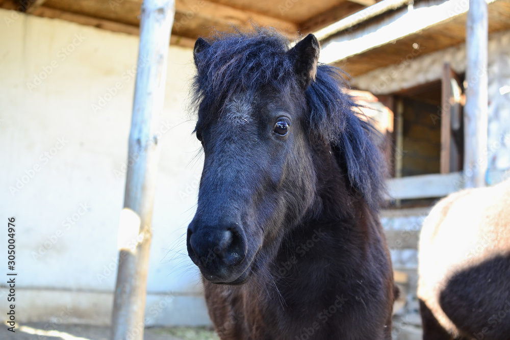 Close-up portrait of a black horse Close-up portrait of a black horse
