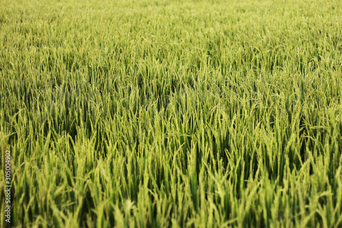 Green dense young rice field background pattern texture